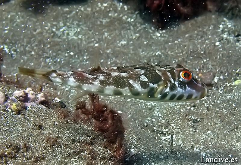 Tamboril ( Sphoeroides marmoratus )1.jpg - OLYMPUS DIGITAL CAMERA